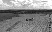 Backfilled midden test trench is oblong darker unit in lower left of photo. Area 2 excavations in upper right. (BW-YJ-JC-009)