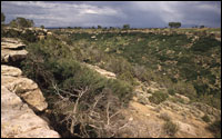 Yellow Jacket Canyon at a point close to the Joe Ben Wheat site complex  (SL-YJ-185)