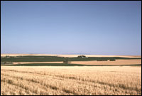 Fields of cut wheat just to the west of the Joe Ben Wheat site complex (SL-YJ-204)